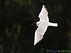 Uccelli charadriiformi 10 - Gabbiano comune.jpg